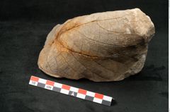 Foto (Seitenansicht) von Credneria acuminata Hampe (NHMW-GEO-2024-0188-10598)